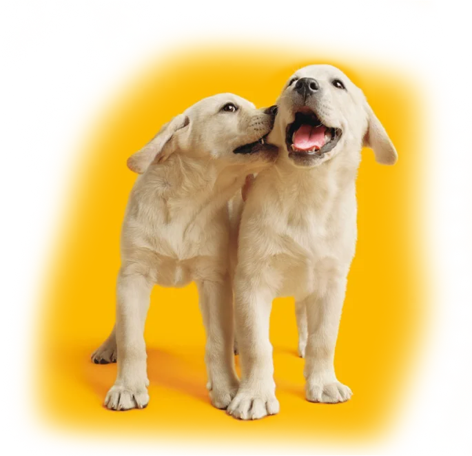 Как PEDIGREE® учитывает особенности собак
