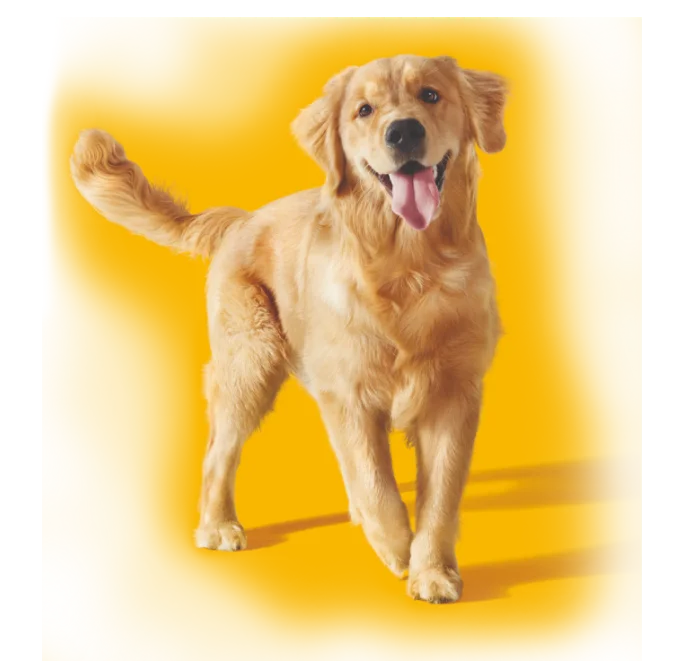 Как PEDIGREE® учитывает особенности собак