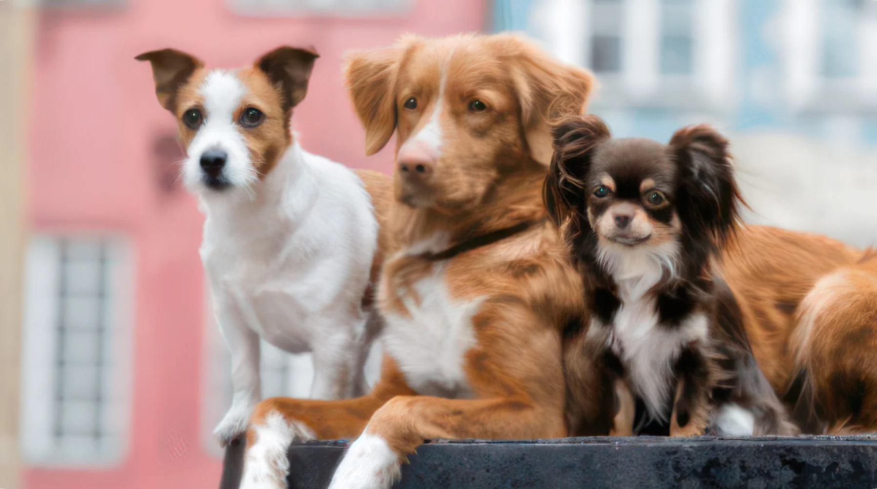 Как PEDIGREE® учитывает особенности разных собак?