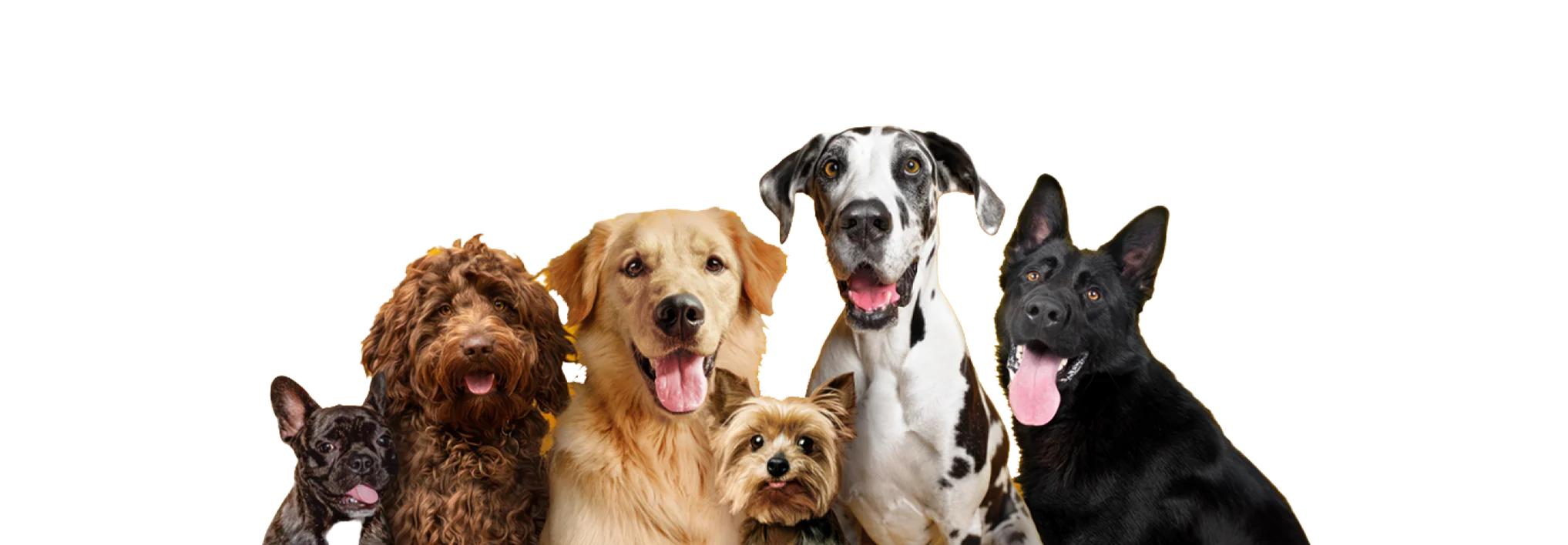 Бренд кормов для собак Педигри: миссия, цель, продукты компании | PEDIGREE®