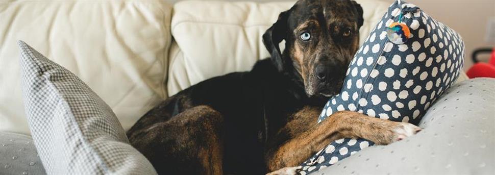 Дисплазия тазобедренных суставов у собак