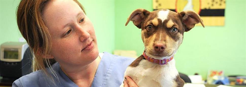 Здоровье собаки: регулярные осмотры у ветеринарного врача