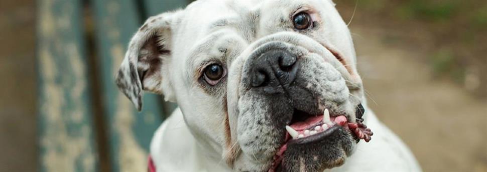 Что делать, если у собаки пахнет изо рта?