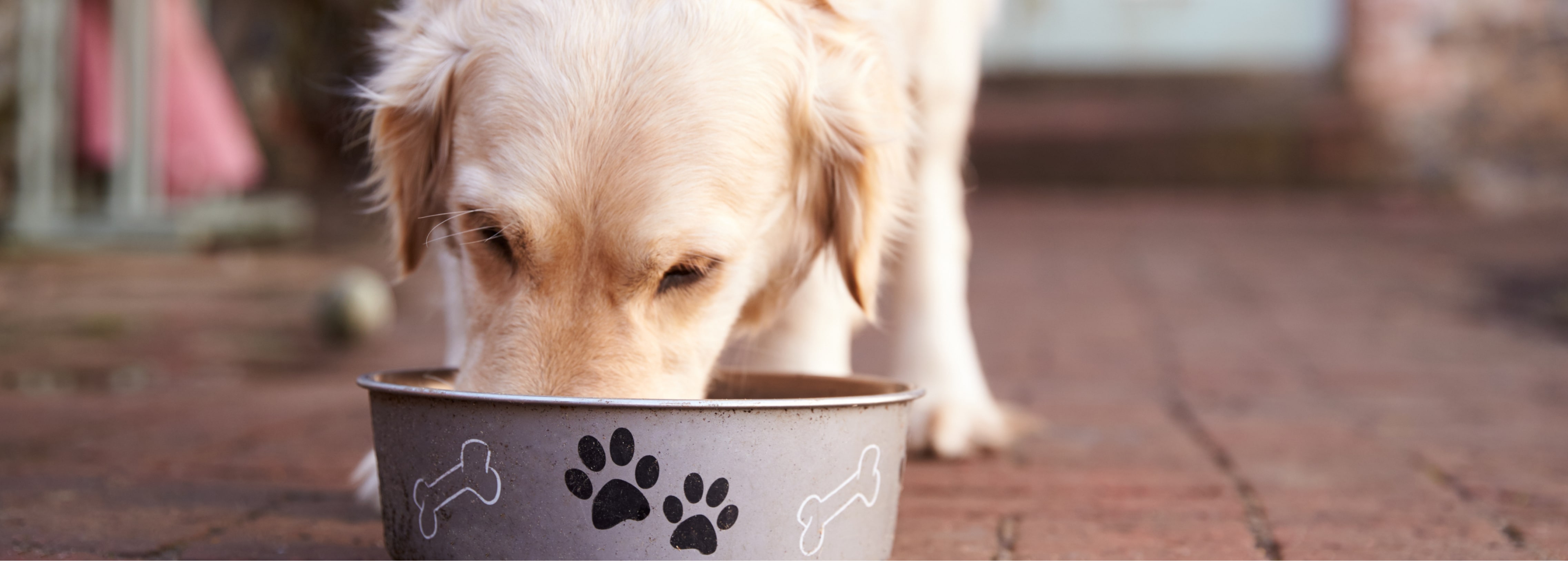 Как правильно кормить собаку на протяжении всей жизни