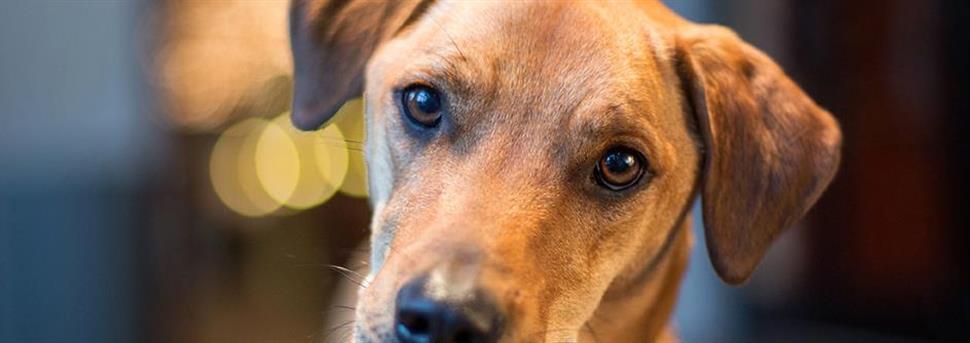 Можно ли кормить собаку домашней едой и сухим кормом и как их сочетать?