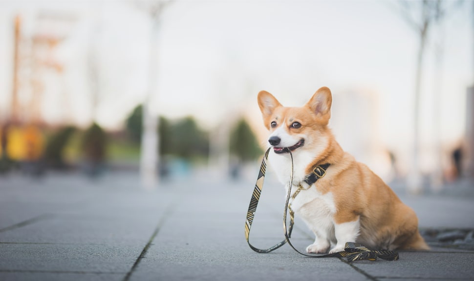 Как отучить собаку тянуть поводок на прогулке?