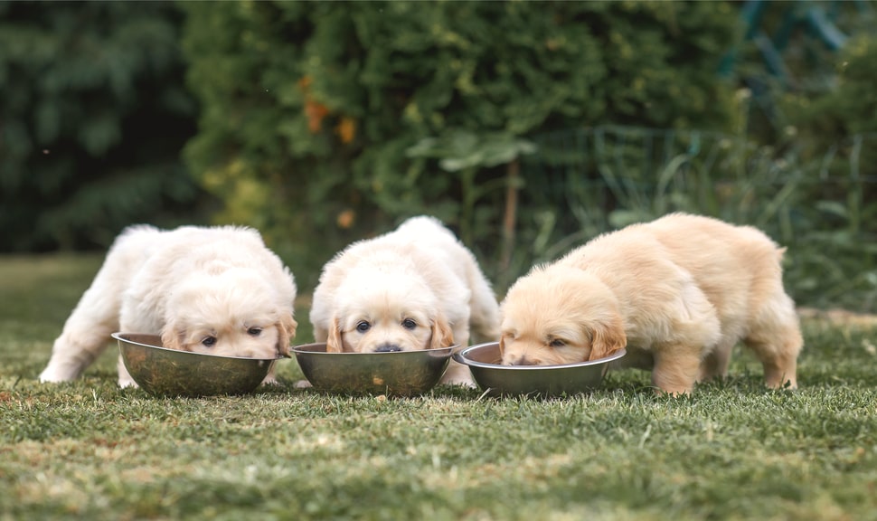 Как правильно выбрать сухой корм для собак | PEDIGREE®