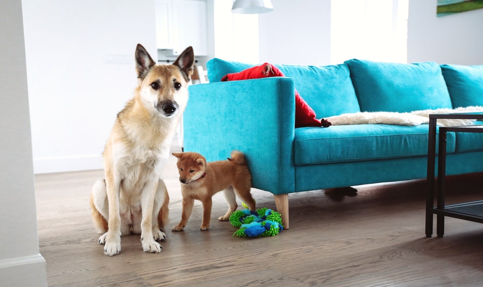 Как научить щенка или собаку приносить игрушку, палку, мячик | Pedigree