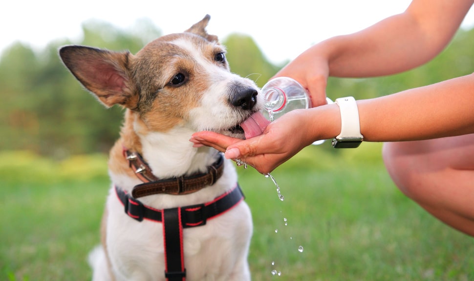 Сколько воды должна пить собака