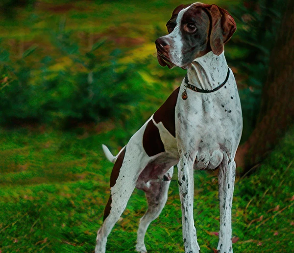 Пойнтер: фото собаки, описание и характер породы