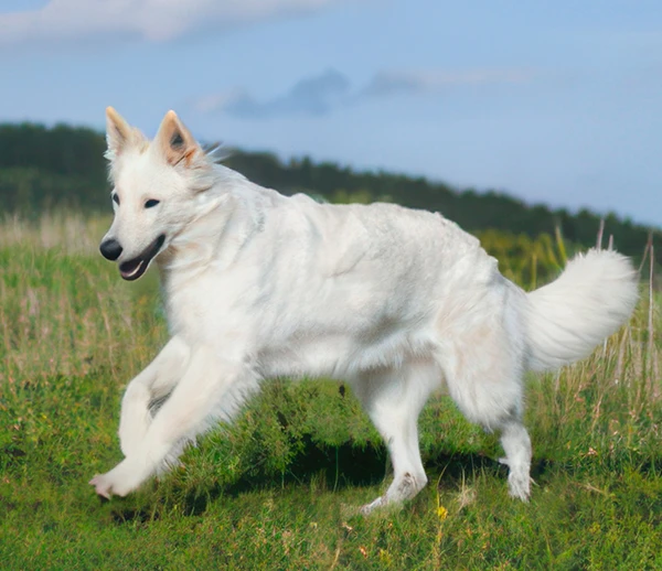 Белая швейцарская овчарка - характер, описание породы, фото, уход |  PEDIGREE®