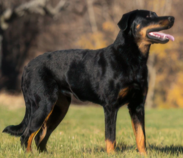Босерон: фото собаки, описание и стандарт породы| PEDIGREE®