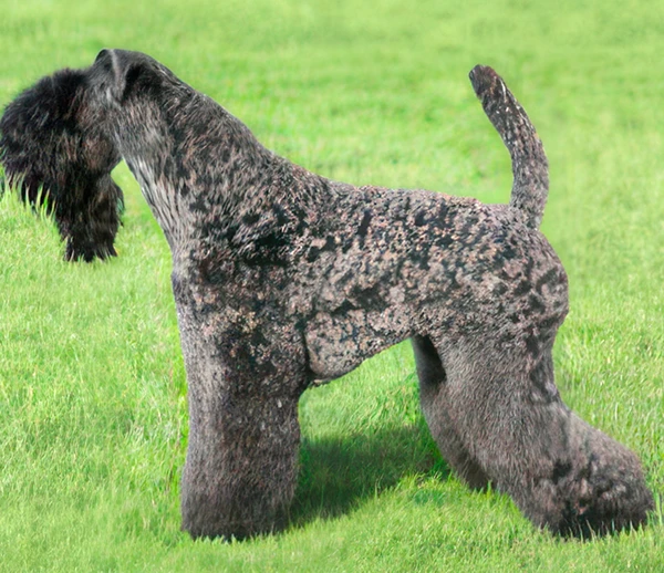 Керри-блю-терьер — порода собак: характеристики, уход и особенности