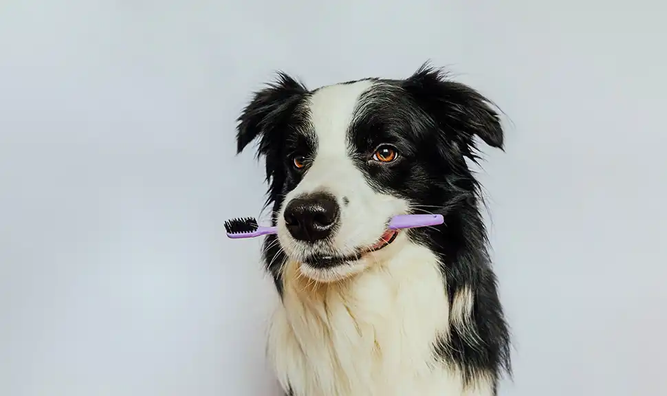 Зубная щетка для собак