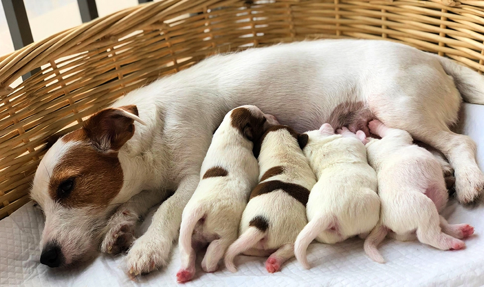 Собака-мама со щенками