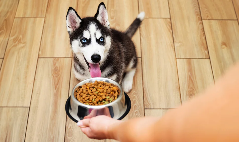 Тип кормления – выбор владельца собаки 