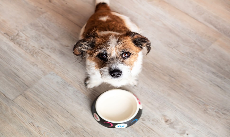 Как часто нужно кормить собаку?