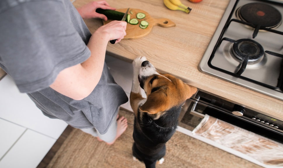 Почему собаку нельзя кормить со стола