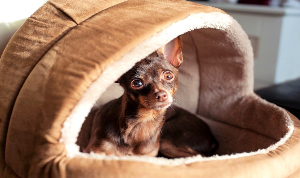Лежак для собаки: на что обратить внимание при выборе