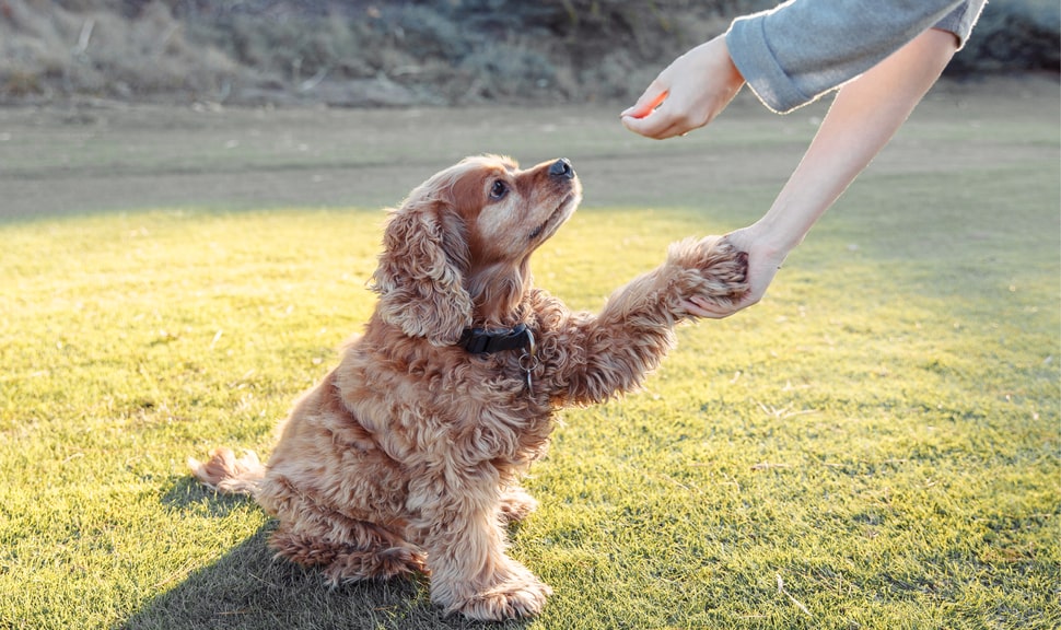 Основы воспитания и коррекция поведения взрослой собаки