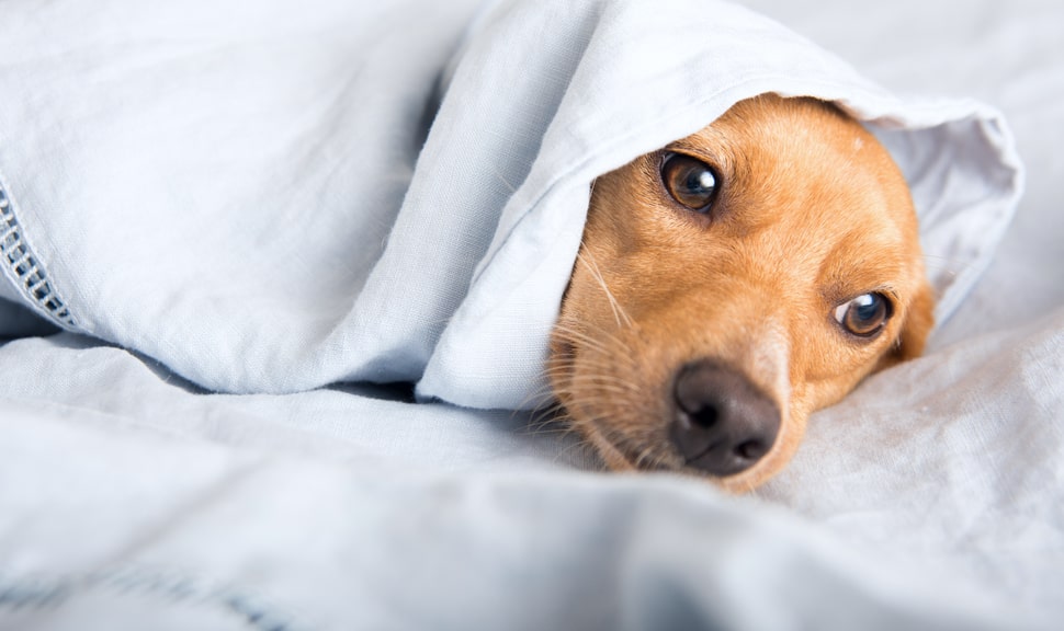 Что влияет на температуру тела у собаки?