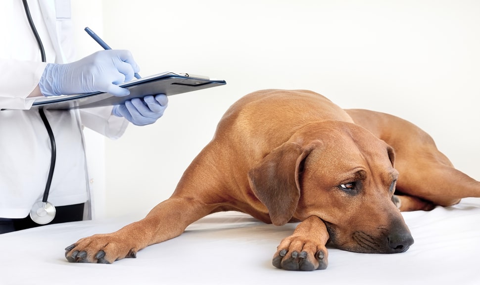Когда следует обратиться к ветеринарному врачу?