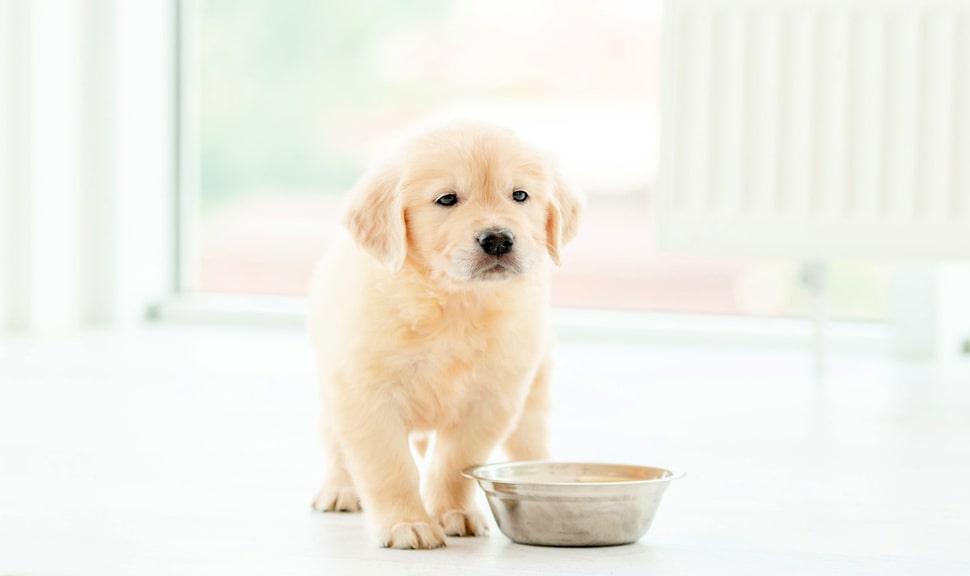 Когда лучше кормить собаку или щенка: до прогулки или после | PEDIGREE®