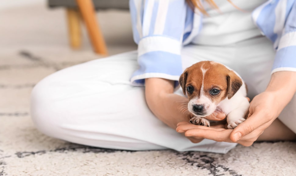 Как помочь щенку адаптироваться в новом доме