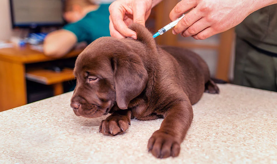Вакцинация собаки от бешенства