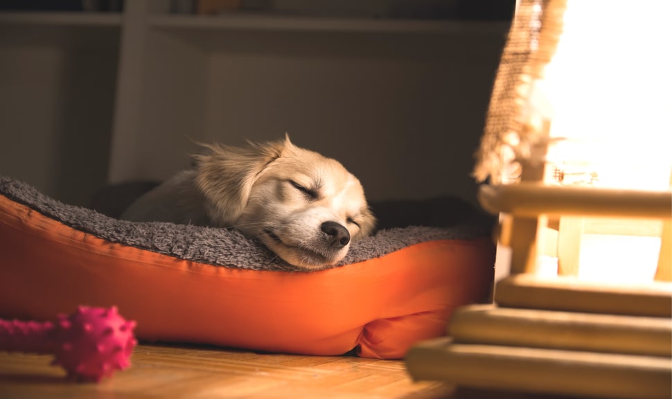 От чего зависит продолжительность сна собаки?