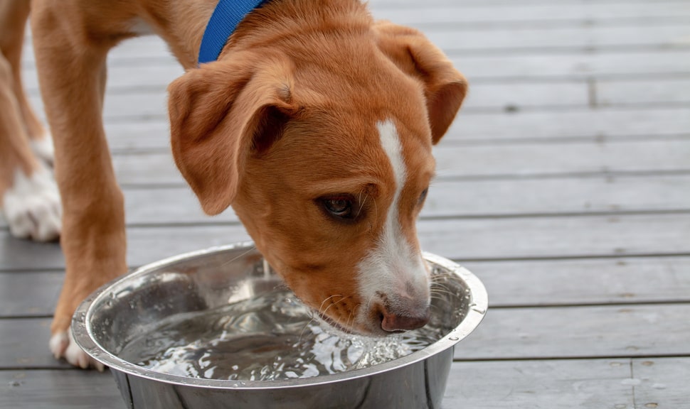 Факторы, влияющие на потребление воды у собак