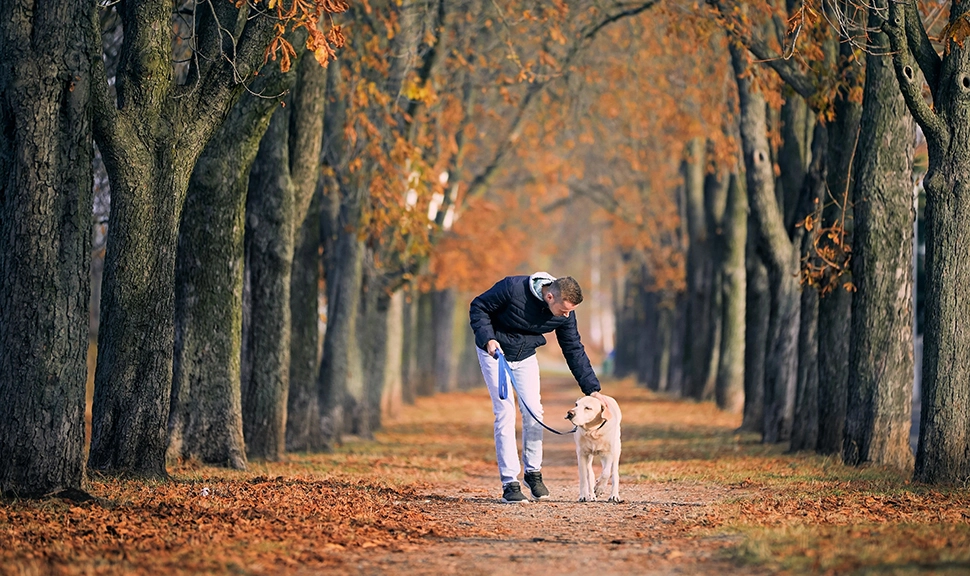 Прогулки будут в радость, если вы на одной волне с собакой