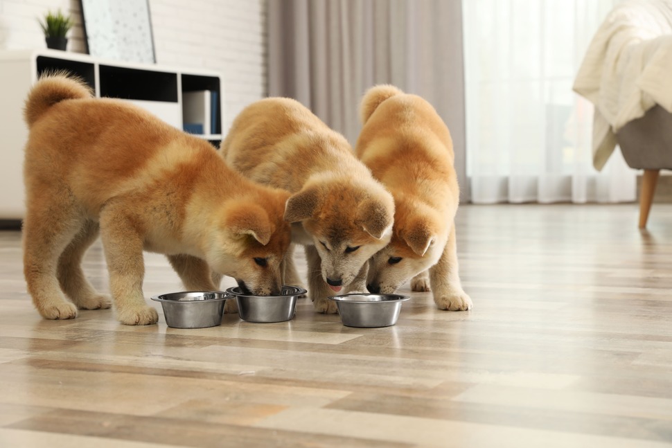 Можно ли кормить собаку домашней едой и сухим кормом